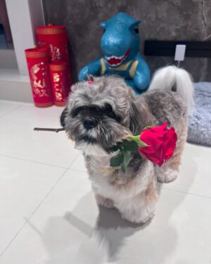 Debbie Tan Instagram - It’s not just Valentine’s Day that proves his love it’s the other 364 days when he chooses you over and over again. ✨ Happy Valentine’s Day to my lover in every realm.