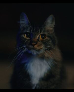 Edy Ganem Instagram - Excited for the Premiere of “Don’t Let The Cat Out” at @panicfilmfest on March 28 at 930pm! Get your tickets and passes! 

“A feline-obsessed couple find their next human vessel to transfer the soul of their beloved cat into.” 

#filmmaking #horror #indiefilm #cats_of_instagram #fyp #movie #thriller #horrormovie