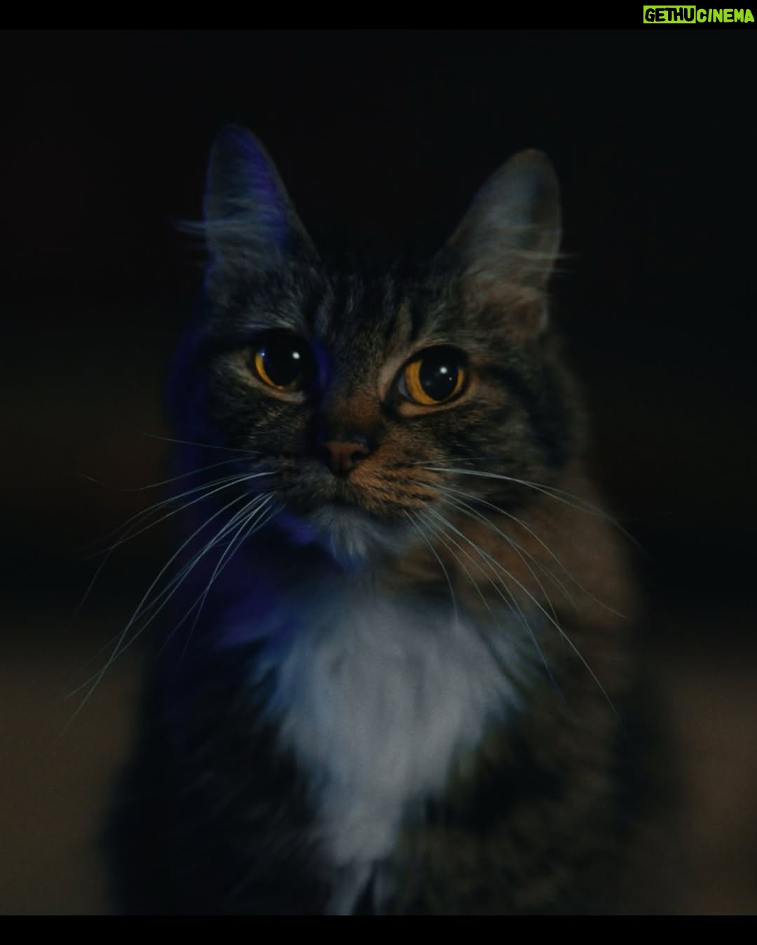 Edy Ganem - 447 Likes - Excited for the Premiere of “Don’t Let The Cat Out” at @panicfilmfest on March 28 at 930pm! Get your tickets and passes!
“A feline-obsessed couple find their next human vessel to transfer the soul of their beloved cat into.”
#filmmaking #horror #indiefilm #cats_of_instagram #fyp #movie #thriller #horrormovie