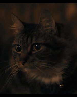 Edy Ganem Instagram - Excited for the Premiere of “Don’t Let The Cat Out” at @panicfilmfest on March 28 at 930pm! Get your tickets and passes!
“A feline-obsessed couple find their next human vessel to transfer the soul of their beloved cat into.”
#filmmaking #horror #indiefilm #cats_of_instagram #fyp #movie #thriller #horrormovie