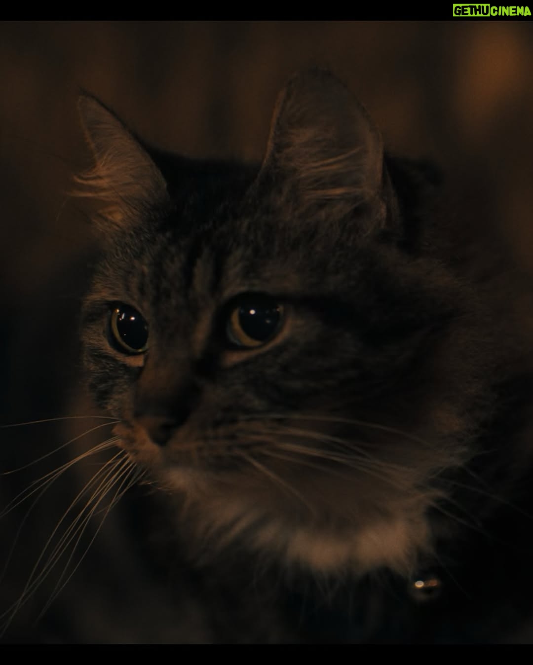 Edy Ganem - 2.2K Likes - Excited for the Premiere of “Don’t Let The Cat Out” at @panicfilmfest on March 28 at 930pm! Get your tickets and passes! 

“A feline-obsessed couple find their next human vessel to transfer the soul of their beloved cat into.” 

#filmmaking #horror #indiefilm #cats_of_instagram #fyp #movie #thriller #horrormovie