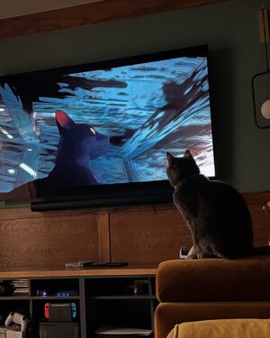 Emily V. Gordon Instagram - Last night we watched the absolutely magical movie Flow, and for the first time in her life, Bagel actually cared about something on the tv screen. She has been shown her dad on tv many times and doesn’t give a shit.
But look at this! From two different angles! 

Flow is fantastic and has beautiful animation and perfect storytelling, and for the sensitive out there, REASSURING SPOILER ALERT STOP READING IF YOU CARE ABOUT THAT…. 
The cat is sometimes in peril but survives. 

(We don’t look at our phones while watching movies and actually rewound to rewatch this scene after filming this)