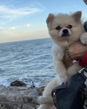 Gabriela Sari Instagram - se hace el lindo y nosotras nos derretimos 🫠Nube te dejamos chino de tantas fotos ! Te amamos bebé 🐾🤍🌊😍
