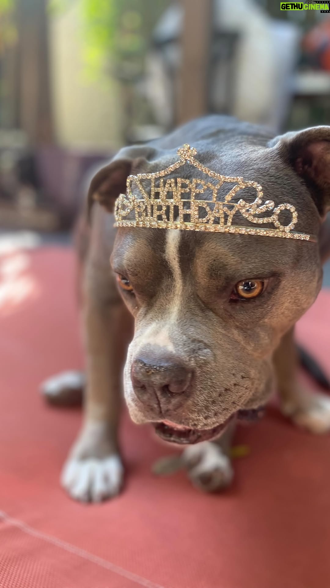 Gage Golightly - 1K Likes - Miss Bow-dacious’ Birthday, three years of adventures and counting 🎀🎁🎉✨🐾
#Bowie #pitbull #birthdaygirl #petsofinstagram