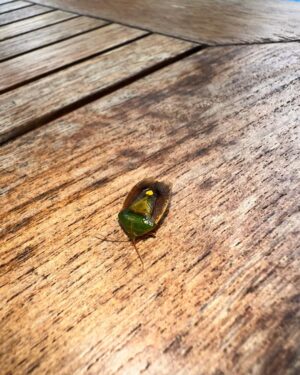 Hannah Spearritt Instagram - If you look closely… I think I found a love bug!!! 🐞💗😜💗