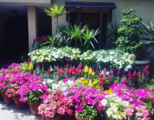Iman Ali Instagram - Another dose of spring for you all
In laws house entrance
