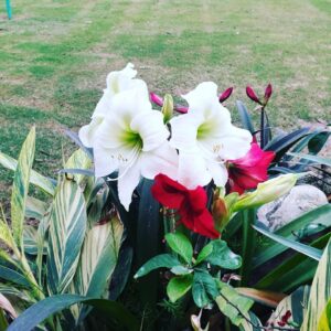 Iman Ali Instagram - Beauties in our garden