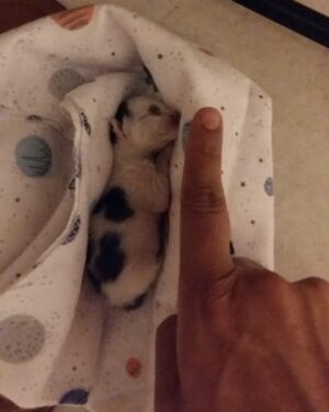 Iman Ali Instagram - Babar and I found a new born kitten abandoned by the mother. Can anyone guide me on how to take care of it? Has someone taken care of one before? Can find the right feed only in the morning. Sharing the latest soon