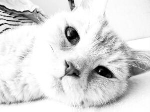 JUJU Instagram - Happy kitty day!!