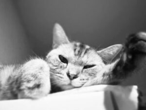 JUJU Instagram - Happy kitty day!!
