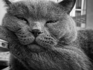 JUJU Instagram - Happy kitty day!!