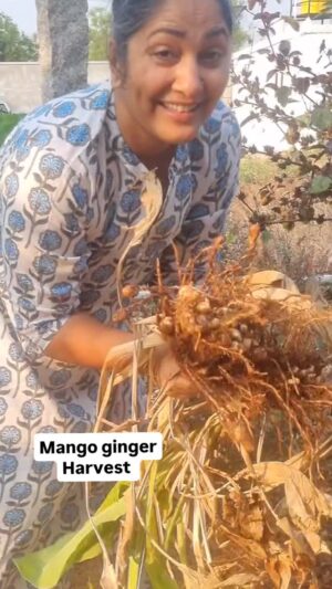 Jhansi Instagram - Nothing more satisfying than a harvest.
Thank you @sukanyasurapaneni for introducing me to this bliss