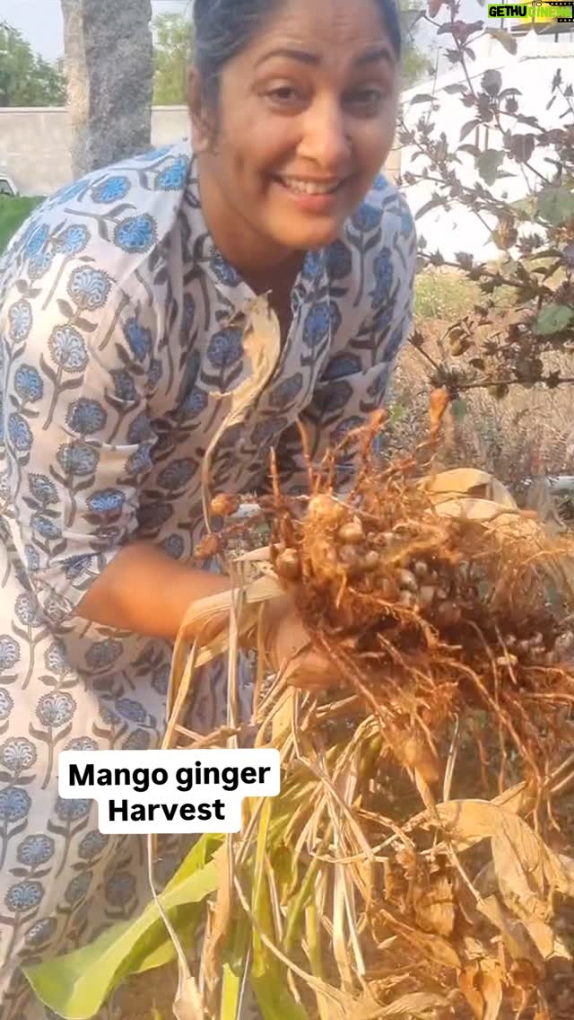 Jhansi - 3.9K Likes - Nothing more satisfying than a harvest.
Thank you @sukanyasurapaneni for introducing me to this bliss
