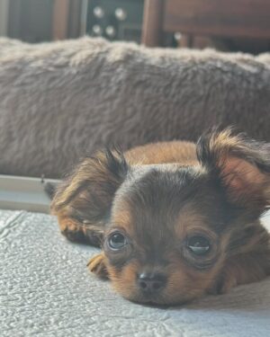 Juri Ueno Instagram - 2/10に、新しい家族が増えました🐶

名前はMALIBU（マリブ）♀月齢2ヶ月です🐾
夫が頭の中に何度も浮かんだとの事で。

Booちゃんの生まれ変わりかもしれません🪽

そんな気がしました🌱

性格も違うし、色々違うんだけどね、そう。

ペットを飼われた方は、きっとそんな経験があったり
するのかなと思います。💭

マリブの存在によって、
私の人生の歩み方も変わっていくことでしょう😌

それがとても楽しみです🌻

早寝🌝早起き🌞ブレイクタイム🧸学習📕

自分にとっても大切な時間が
マリブと共に日々与えられていく⌛️

最近ギター練習急に始めて
左手の薬指の爪が剥離していたので💦
練習お休みしてました🎸

何事も急がす
程よく習慣化するのがいいね。😅

果物が急に実らないように🍏🍎
季節も気付かぬうちに移ろいゆくように🌸🏖️🍁⛄️
きっと色んな事は、より豊かになっていくのでしょう🌳🐞

頑張ったら、休む。
休まないなら、余力を残す。

明日、朝日が迎えにくる前に起きていられたら優秀だけど、
大体、朝日🌅によって目覚めさせてもらってる。👀🌞

明日も寒波かな❄️でも朝の空気いいんだよね🌞🕊️
深呼吸も、走った後の方が自然に美味しいと思える。🌿
冷たい空気も澄んでいて気持ちが良い。

という事でそろそろおやすみ😴🌟笑