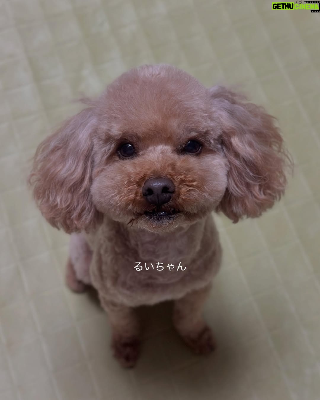 Konomi Naito - 1.9K Likes - さいきんの、あれやこれや🕺
田口監督と姫ちゃんとシネフェスでトークショーさせて頂いたり(衣装は急に思い立って自作しました)、毎月の美容鍼で背中だけじゃなく痛めてた膝も鍼やっていただいたり、乗馬いったり、リファのイベント参加したり、畑で大根抜いたり
あっという間に過ぎ去った2月
3月もアクティブにポジティブにがんばろおう!💎