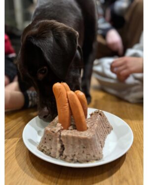 Krista Kosonen Instagram - Juhlan aihe- kiltti, ihana Tyyne 1v! 🎂🤎 Happy birthday Tyyne! 
(kakku: @anttijjokinen )

#birthday 
#labradorinnoutaja 
#labradorretriever 
#maksalaatikkokakku