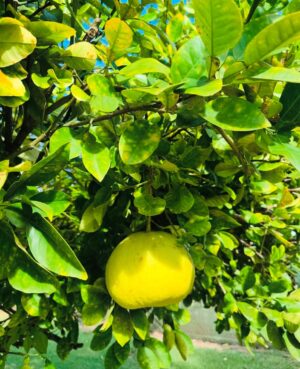 Maggie Q Instagram - Mama’s garden 🍋🍊🥭🍌🥥🌱♥️