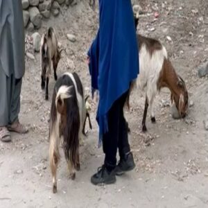 Maha Hasan Instagram - Skardu photo dump ft. ALL THE CUTEST ANIMALS IN THE WORRRLD

Locations: Thallay Valley, Barrah, Shigar