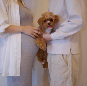 Mai Hagiwara Instagram - Maternity Photo with🐶📸

ぷぅとのショットは絶対撮りたかった🥺🤍
(なんならこれがメイン😂)

色々おやつあげながら頑張った🤣💪🏻
付き合ってくれてありがとうね🐶
ぷぅらしい表情がたくさん撮れました🥲🫶かわいい...

すでに赤ちゃんや子供が大好きなぷぅだから
👶🏻のとの絡みが今からすごくたのしみです🤍"

家族の形が変わって最初は特にぷぅには
我慢させてしまうこともあるかもしれないけど、変わらずドッグラン行ったり家族４人でたくさんこれからも思い出を作っていきたいなと思っています📚

#マタニティーフォト
#maternityphoto