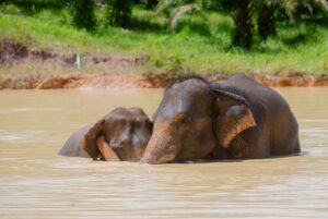 Maria Lynn Ehren Instagram - Elephant-Friendly Venues: We can be part of the solution 💚🐘

We visited “Following Giants”, Krabi. The owner, Khun Chalae’s story is inspiring, as he turned his business around. One that used to allow riding etc., to one we see as a truly ‘elephant-friendly’ venue. For example, only 1 person, the mahout, is allowed to talk to their elephant because we learned that elephants have rather high egos and don’t like being told by just anyone. I can totally relate! He mentioned that although this means they can accept fewer tourists than before, he can truly feel happy knowing he’s giving the elephants the best lives he can provide. 

Not all places labeled as sanctuaries provide high welfare. Here’s a quick summary of what to look for, based on World Animal Protection’s criteria:

1. Is touching allowed? If you can ride, bathe, or touch elephants, they’ve likely been cruelly trained. Prove me wrong!

2. Are elephants behaving naturally? Elephants should roam freely and express natural behaviors, not be confined or forced to perform.

3. Are there baby elephants? If you see baby elephants, especially without their mothers, the venue is not elephant-friendly as they wouldn’t support captive breeding.

4. Are elephants and people safe? Elephants should be treated with kindness and respect. Hooks should only be used in emergencies. Crowding can make elephants unpredictable and dangerous, therefore keep your distance. Many tourists and mahouts are injured and killed each year. Even in elephant-friendly venues, you’ll often see mahouts accompanying elephants at a distance, to keep everyone safe.

Hope this helps!

Full guide and list found on link in bio 💗

#EthicalToursim #ElephantFriendlyVenues #WorldAnimalProtection #Thailand #Elephants