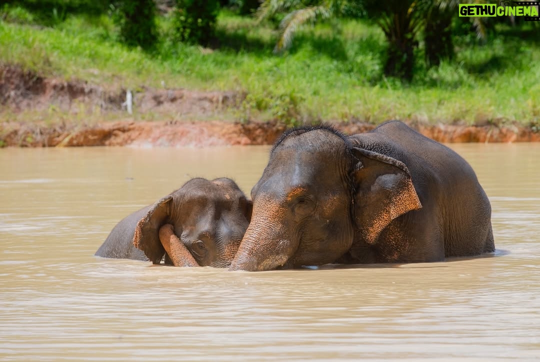 Maria Lynn Ehren - 3 Likes - Elephant-Friendly Venues: We can be part of the solution šš
We visited āFollowing Giantsā, Krabi. The owner, Khun Chalaeās story is inspiring, as he turned his business around. One that used to allow riding etc., to one we see as a truly āelephant-friendlyā venue. For example, only 1 person, the mahout, is allowed to talk to their elephant because we learned that elephants have rather high egos and donāt like being told by just anyone. I can totally relate! He mentioned that although this means they can accept fewer tourists than before, he can truly feel happy knowing heās giving the elephants the best lives he can provide.
Not all places labeled as sanctuaries provide high welfare. Hereās a quick summary of what to look for, based on World Animal Protectionās criteria:
1. Is touching allowed? If you can ride, bathe, or touch elephants, theyāve likely been cruelly trained. Prove me wrong!
2. Are elephants behaving naturally? Elephants should roam freely and express natural behaviors, not be confined or forced to perform.
3. Are there baby elephants? If you see baby elephants, especially without their mothers, the venue is not elephant-friendly as they wouldnāt support captive breeding.
4. Are elephants and people safe? Elephants should be treated with kindness and respect. Hooks should only be used in emergencies. Crowding can make elephants unpredictable and dangerous, therefore keep your distance. Many tourists and mahouts are injured and killed each year. Even in elephant-friendly venues, youāll often see mahouts accompanying elephants at a distance, to keep everyone safe.
Hope this helps!
Full guide and list found on link in bio š
#EthicalToursim #ElephantFriendlyVenues #WorldAnimalProtection #Thailand #Elephants