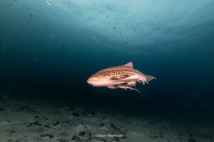 Maria Lynn Ehren Instagram - Soo lucky to have spotted two leopard sharks! ขอบคุณทุกคนสำหรับความทรงจำดีๆนะคะ ทริป #บุ๋งบุ๋ง 💙 

Did you know… that their pattern is unique, just like our finger prints are to us? Also, they are home bodies that like to remain in the same area most of their lives. Can totally relate! 

Though we saw two beautiful leopard sharks last week, their populations are in decline. Sharks are an important part of the marine ecosystem — keeping a balanced healthy world down under. The main cause of their disappearance? Overfishing. As for their fins, body, or as by catch. 

All us beautiful peeps, what can we do? We can avoid seafood (commercial fishing) or support local fishermen, no shark fin soup or any shark products, help push for #MPA marine protected areas and contribute to citizen science! 

So - if you #SpottheLeopardShark and have photos, you can add yours to the program (last photo). 

#HinBida #Thailand #AndamanSea #NhumxMaria