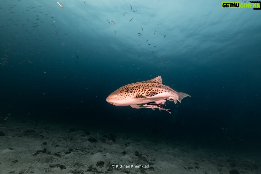 Maria Lynn Ehren - 3 Likes - Soo lucky to have spotted two leopard sharks! ąøąøąøąøąøøąøąøąøøąøąøąøąøŖąø³ąø«ąø£ąø±ąøąøąø§ąø²ąø”ąøąø£ąøąøąø³ąøąøµą¹ąøąø°ąøąø° ąøąø£ąø“ąø #ąøąøøą¹ąøąøąøøą¹ąø š
Did you know⦠that their pattern is unique, just like our finger prints are to us? Also, they are home bodies that like to remain in the same area most of their lives. Can totally relate!
Though we saw two beautiful leopard sharks last week, their populations are in decline. Sharks are an important part of the marine ecosystem ā keeping a balanced healthy world down under. The main cause of their disappearance? Overfishing. As for their fins, body, or as by catch.
All us beautiful peeps, what can we do? We can avoid seafood (commercial fishing) or support local fishermen, no shark fin soup or any shark products, help push for #MPA marine protected areas and contribute to citizen science!
So - if you #SpottheLeopardShark and have photos, you can add yours to the program (last photo).
#HinBida #Thailand #AndamanSea #NhumxMaria