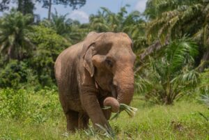 Maria Lynn Ehren Instagram - Elephant-Friendly Venues: We can be part of the solution 💚🐘

We visited “Following Giants”, Krabi. The owner, Khun Chalae’s story is inspiring, as he turned his business around. One that used to allow riding etc., to one we see as a truly ‘elephant-friendly’ venue. For example, only 1 person, the mahout, is allowed to talk to their elephant because we learned that elephants have rather high egos and don’t like being told by just anyone. I can totally relate! He mentioned that although this means they can accept fewer tourists than before, he can truly feel happy knowing he’s giving the elephants the best lives he can provide. 

Not all places labeled as sanctuaries provide high welfare. Here’s a quick summary of what to look for, based on World Animal Protection’s criteria:

1. Is touching allowed? If you can ride, bathe, or touch elephants, they’ve likely been cruelly trained. Prove me wrong!

2. Are elephants behaving naturally? Elephants should roam freely and express natural behaviors, not be confined or forced to perform.

3. Are there baby elephants? If you see baby elephants, especially without their mothers, the venue is not elephant-friendly as they wouldn’t support captive breeding.

4. Are elephants and people safe? Elephants should be treated with kindness and respect. Hooks should only be used in emergencies. Crowding can make elephants unpredictable and dangerous, therefore keep your distance. Many tourists and mahouts are injured and killed each year. Even in elephant-friendly venues, you’ll often see mahouts accompanying elephants at a distance, to keep everyone safe.

Hope this helps!

Full guide and list found on link in bio 💗

#EthicalToursim #ElephantFriendlyVenues #WorldAnimalProtection #Thailand #Elephants
