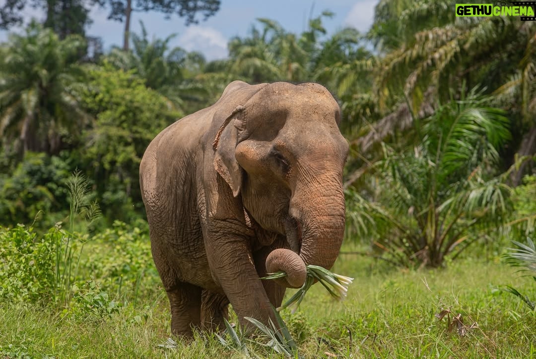 Maria Lynn Ehren - 3 Likes - Elephant-Friendly Venues: We can be part of the solution šš
We visited āFollowing Giantsā, Krabi. The owner, Khun Chalaeās story is inspiring, as he turned his business around. One that used to allow riding etc., to one we see as a truly āelephant-friendlyā venue. For example, only 1 person, the mahout, is allowed to talk to their elephant because we learned that elephants have rather high egos and donāt like being told by just anyone. I can totally relate! He mentioned that although this means they can accept fewer tourists than before, he can truly feel happy knowing heās giving the elephants the best lives he can provide.
Not all places labeled as sanctuaries provide high welfare. Hereās a quick summary of what to look for, based on World Animal Protectionās criteria:
1. Is touching allowed? If you can ride, bathe, or touch elephants, theyāve likely been cruelly trained. Prove me wrong!
2. Are elephants behaving naturally? Elephants should roam freely and express natural behaviors, not be confined or forced to perform.
3. Are there baby elephants? If you see baby elephants, especially without their mothers, the venue is not elephant-friendly as they wouldnāt support captive breeding.
4. Are elephants and people safe? Elephants should be treated with kindness and respect. Hooks should only be used in emergencies. Crowding can make elephants unpredictable and dangerous, therefore keep your distance. Many tourists and mahouts are injured and killed each year. Even in elephant-friendly venues, youāll often see mahouts accompanying elephants at a distance, to keep everyone safe.
Hope this helps!
Full guide and list found on link in bio š
#EthicalToursim #ElephantFriendlyVenues #WorldAnimalProtection #Thailand #Elephants