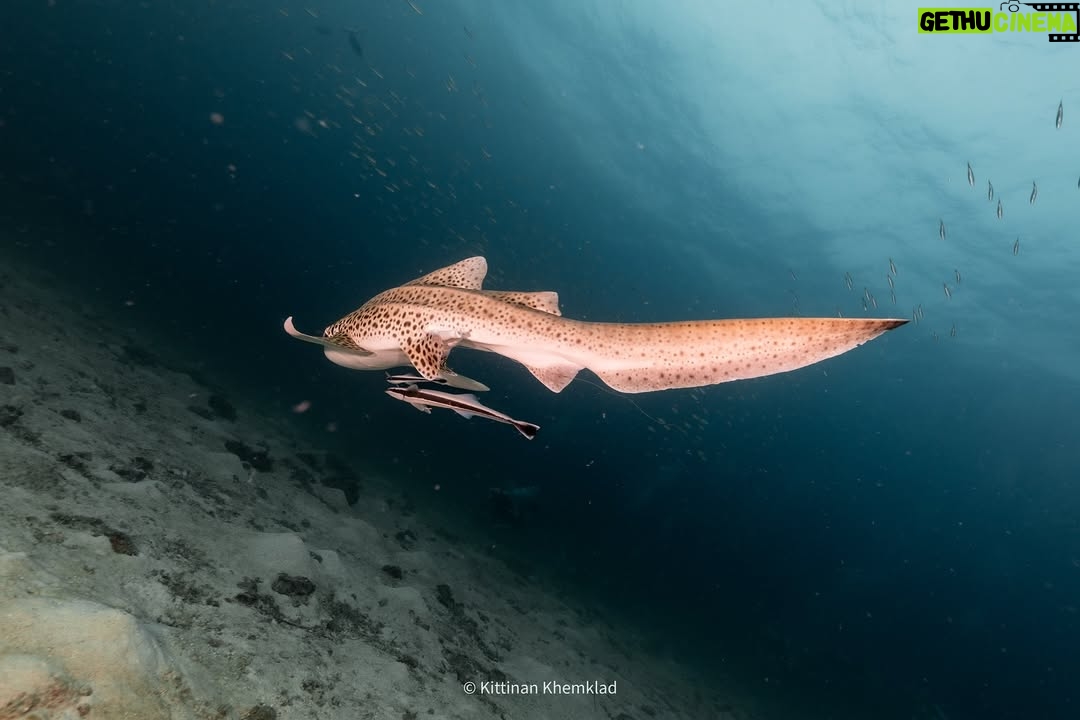 Maria Lynn Ehren - 3 Likes - Soo lucky to have spotted two leopard sharks! ąøąøąøąøąøøąøąøąøøąøąøąøąøŖąø³ąø«ąø£ąø±ąøąøąø§ąø²ąø”ąøąø£ąøąøąø³ąøąøµą¹ąøąø°ąøąø° ąøąø£ąø“ąø #ąøąøøą¹ąøąøąøøą¹ąø š
Did you know⦠that their pattern is unique, just like our finger prints are to us? Also, they are home bodies that like to remain in the same area most of their lives. Can totally relate!
Though we saw two beautiful leopard sharks last week, their populations are in decline. Sharks are an important part of the marine ecosystem ā keeping a balanced healthy world down under. The main cause of their disappearance? Overfishing. As for their fins, body, or as by catch.
All us beautiful peeps, what can we do? We can avoid seafood (commercial fishing) or support local fishermen, no shark fin soup or any shark products, help push for #MPA marine protected areas and contribute to citizen science!
So - if you #SpottheLeopardShark and have photos, you can add yours to the program (last photo).
#HinBida #Thailand #AndamanSea #NhumxMaria