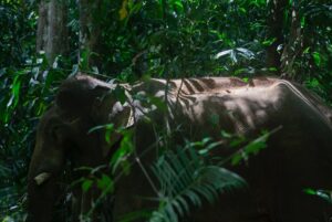 Maria Lynn Ehren Instagram - Elephant-Friendly Venues: We can be part of the solution 💚🐘

We visited “Following Giants”, Krabi. The owner, Khun Chalae’s story is inspiring, as he turned his business around. One that used to allow riding etc., to one we see as a truly ‘elephant-friendly’ venue. For example, only 1 person, the mahout, is allowed to talk to their elephant because we learned that elephants have rather high egos and don’t like being told by just anyone. I can totally relate! He mentioned that although this means they can accept fewer tourists than before, he can truly feel happy knowing he’s giving the elephants the best lives he can provide. 

Not all places labeled as sanctuaries provide high welfare. Here’s a quick summary of what to look for, based on World Animal Protection’s criteria:

1. Is touching allowed? If you can ride, bathe, or touch elephants, they’ve likely been cruelly trained. Prove me wrong!

2. Are elephants behaving naturally? Elephants should roam freely and express natural behaviors, not be confined or forced to perform.

3. Are there baby elephants? If you see baby elephants, especially without their mothers, the venue is not elephant-friendly as they wouldn’t support captive breeding.

4. Are elephants and people safe? Elephants should be treated with kindness and respect. Hooks should only be used in emergencies. Crowding can make elephants unpredictable and dangerous, therefore keep your distance. Many tourists and mahouts are injured and killed each year. Even in elephant-friendly venues, you’ll often see mahouts accompanying elephants at a distance, to keep everyone safe.

Hope this helps!

Full guide and list found on link in bio 💗

#EthicalToursim #ElephantFriendlyVenues #WorldAnimalProtection #Thailand #Elephants