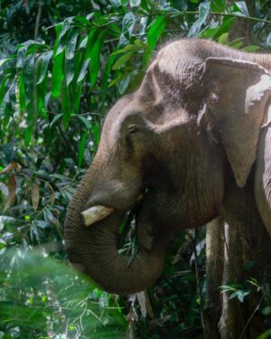 Maria Lynn Ehren Instagram - Elephant-Friendly Venues: We can be part of the solution 💚🐘

We visited “Following Giants”, Krabi. The owner, Khun Chalae’s story is inspiring, as he turned his business around. One that used to allow riding etc., to one we see as a truly ‘elephant-friendly’ venue. For example, only 1 person, the mahout, is allowed to talk to their elephant because we learned that elephants have rather high egos and don’t like being told by just anyone. I can totally relate! He mentioned that although this means they can accept fewer tourists than before, he can truly feel happy knowing he’s giving the elephants the best lives he can provide. 

Not all places labeled as sanctuaries provide high welfare. Here’s a quick summary of what to look for, based on World Animal Protection’s criteria:

1. Is touching allowed? If you can ride, bathe, or touch elephants, they’ve likely been cruelly trained. Prove me wrong!

2. Are elephants behaving naturally? Elephants should roam freely and express natural behaviors, not be confined or forced to perform.

3. Are there baby elephants? If you see baby elephants, especially without their mothers, the venue is not elephant-friendly as they wouldn’t support captive breeding.

4. Are elephants and people safe? Elephants should be treated with kindness and respect. Hooks should only be used in emergencies. Crowding can make elephants unpredictable and dangerous, therefore keep your distance. Many tourists and mahouts are injured and killed each year. Even in elephant-friendly venues, you’ll often see mahouts accompanying elephants at a distance, to keep everyone safe.

Hope this helps!

Full guide and list found on link in bio 💗

#EthicalToursim #ElephantFriendlyVenues #WorldAnimalProtection #Thailand #Elephants