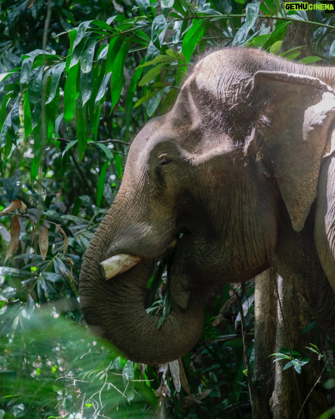Maria Lynn Ehren - 3 Likes - Elephant-Friendly Venues: We can be part of the solution šš
We visited āFollowing Giantsā, Krabi. The owner, Khun Chalaeās story is inspiring, as he turned his business around. One that used to allow riding etc., to one we see as a truly āelephant-friendlyā venue. For example, only 1 person, the mahout, is allowed to talk to their elephant because we learned that elephants have rather high egos and donāt like being told by just anyone. I can totally relate! He mentioned that although this means they can accept fewer tourists than before, he can truly feel happy knowing heās giving the elephants the best lives he can provide.
Not all places labeled as sanctuaries provide high welfare. Hereās a quick summary of what to look for, based on World Animal Protectionās criteria:
1. Is touching allowed? If you can ride, bathe, or touch elephants, theyāve likely been cruelly trained. Prove me wrong!
2. Are elephants behaving naturally? Elephants should roam freely and express natural behaviors, not be confined or forced to perform.
3. Are there baby elephants? If you see baby elephants, especially without their mothers, the venue is not elephant-friendly as they wouldnāt support captive breeding.
4. Are elephants and people safe? Elephants should be treated with kindness and respect. Hooks should only be used in emergencies. Crowding can make elephants unpredictable and dangerous, therefore keep your distance. Many tourists and mahouts are injured and killed each year. Even in elephant-friendly venues, youāll often see mahouts accompanying elephants at a distance, to keep everyone safe.
Hope this helps!
Full guide and list found on link in bio š
#EthicalToursim #ElephantFriendlyVenues #WorldAnimalProtection #Thailand #Elephants