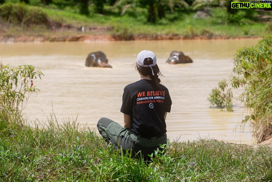 Maria Lynn Ehren - 3 Likes - Elephant-Friendly Venues: We can be part of the solution šš
We visited āFollowing Giantsā, Krabi. The owner, Khun Chalaeās story is inspiring, as he turned his business around. One that used to allow riding etc., to one we see as a truly āelephant-friendlyā venue. For example, only 1 person, the mahout, is allowed to talk to their elephant because we learned that elephants have rather high egos and donāt like being told by just anyone. I can totally relate! He mentioned that although this means they can accept fewer tourists than before, he can truly feel happy knowing heās giving the elephants the best lives he can provide.
Not all places labeled as sanctuaries provide high welfare. Hereās a quick summary of what to look for, based on World Animal Protectionās criteria:
1. Is touching allowed? If you can ride, bathe, or touch elephants, theyāve likely been cruelly trained. Prove me wrong!
2. Are elephants behaving naturally? Elephants should roam freely and express natural behaviors, not be confined or forced to perform.
3. Are there baby elephants? If you see baby elephants, especially without their mothers, the venue is not elephant-friendly as they wouldnāt support captive breeding.
4. Are elephants and people safe? Elephants should be treated with kindness and respect. Hooks should only be used in emergencies. Crowding can make elephants unpredictable and dangerous, therefore keep your distance. Many tourists and mahouts are injured and killed each year. Even in elephant-friendly venues, youāll often see mahouts accompanying elephants at a distance, to keep everyone safe.
Hope this helps!
Full guide and list found on link in bio š
#EthicalToursim #ElephantFriendlyVenues #WorldAnimalProtection #Thailand #Elephants