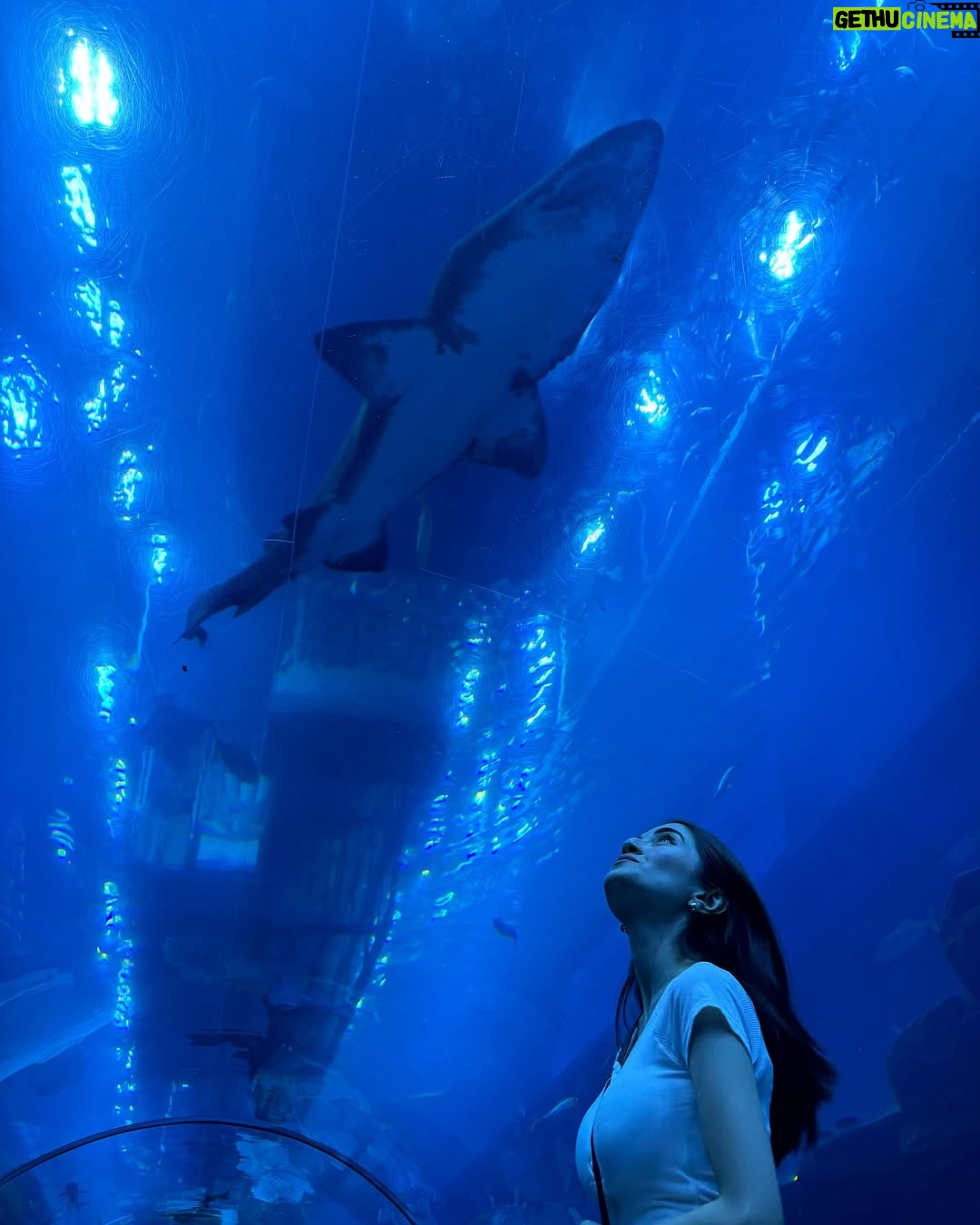 Meerub Ali - 115.2K Likes - Exploring the best of Dubai! 🕌 From savoring global flavours at Time Out Market, hitting the slopes at Ski Dubai, to diving into the underwater wonders at Dubai Aquarium—this city never ceases to amaze! 🌟
#DubaiAdventures #TravelDiaries #TimeoutMarket #SkiDubai #DubaiAquarium #visitdubai