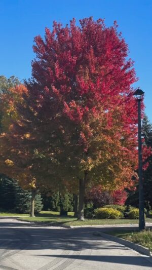 Meesha Shafi Instagram - 🍁 🍂 🇨🇦

#fall