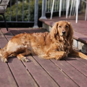 Meesha Shafi Instagram - Spring's in the air! 
.
.
.
#nature #pets #dogs #dogofinstagram @meesha.shafi #spring #toronto #goldenretriever #goldendoodle