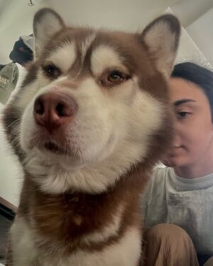 Mehar Bano Instagram - I’m also just a girl (with a boy dog)