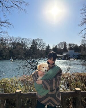 Mew Azama Instagram - バブルス井の頭公園デビュー🦢

でも人が多すぎて…
人やワンちゃんが大好きなバブには刺激だらけで
全くお散歩にならず、すぐ引き上げました😂
　
私は美味しいソフトクリームを食べて大満足🍦笑
　

バブはまだまだお散歩が下手っぴで
キョロキョロぴょんぴょんしてるので
だいたいすれ違う人に「赤ちゃんですか？」
とバレてしまう笑

上手にお散歩できるように
日々特訓中です🐾
　

みなさん3連休はいかがお過ごしですか？？
　

#バブルス#ラブラドゥードル#オーストラリアンラブラドゥードル#パピー#ラブラドゥードルの子犬#子犬#bubbles#labradoodle#australianlabradoodle#puppy
