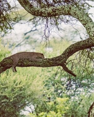 Miisa Rotola-Pukkila Instagram - Living the safari dream💭🌳🐆🐘☀️

Reissun ekassa kansallispuistossa Tarangiressa koettiin unohtumattomia safarielämyksiä: leopardi makoilemassa akaasiapuun oksalla, kirahvit paistattelemassa kauniissa iltavalossa ja yli 100 norsun lauma pulikoimassa porukalla!!!🥹

Yövyttiin safariteltassa ja näin niin jäätävän pelottavan valveunen, että sitä piti hetki hengitellä jälkeenpäin…😳 Siitä lisää videolla!

Grekovit kruisaa Tansaniassa osat 1 ja 2 nyt tubessa💚