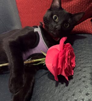 Miya Cech Instagram - kinda obsessed with my handsome valentine haha 😻💘