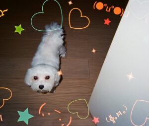 Moon Lee Instagram - 主人和狗狗越長越像，是不是一種量子糾纏🐶😆