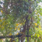 Muktha