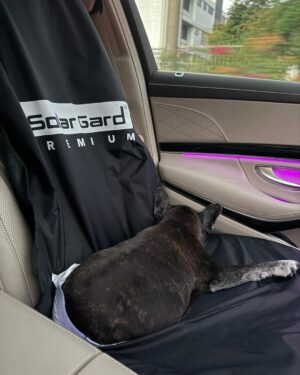 Nattasha Bunprachom Instagram - CAREFUL! Dogs in the car 🐶🐶
#justlikenew