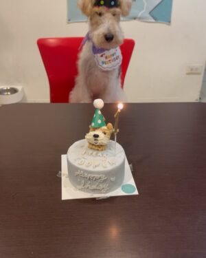 Nikki Hsieh Instagram - 生日快樂我的小寶哺
願你健健康康、無憂無慮的過每一天
🎂