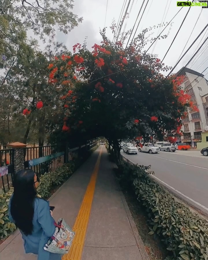 Patricia Javier - 135 Likes - The summer capital of the Philippines Baguio @baguiotourism watch the full video @biyahera2022 @_biyahera #biyahera #patriciabiyahera #baguio