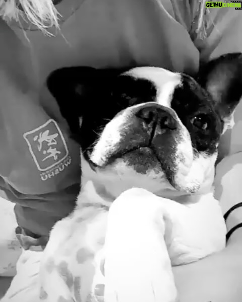 Paulina Vetrano - 12.3K Likes - Mi fiel compaƱero de vida, de siestas, de paseos, de juegos, tan incondicional, siempre ahĆ en los mejores y peores momentos. Tan BUENO, siempre fuiste un integrante mĆ”s de la familia. Todos fueron testigos de nuestro amor,jamĆ”s me acostumbrĆ© a amarte tanto!!! Te lo decĆa todo el tiempo⦠me parece tan irreal tener que despedirte. Duele tanto, el vacio que se siente en la casa, no te podes imaginar todo lo que nos dejaste y enseƱaste estos 10 aƱos juntos.
Solo me quedan los mejores recuerdos. Te disfrutĆ© a mas no poder y te dĆ todo el amor que tenĆa. Viviste una vida plena, libre, hermosa y eso me llena de paz y tranquilidad. Saber que estamos al dĆa.
Te seguirƩ viendo en alguna estrella, en una mariposa, un pajaro, en mis sueƱos, hasta volvernos a encontrar.
Darduli, fuiste y serĆ”s el mejor perro del mundo. te amo y te llevo en la piel para siempre š¤