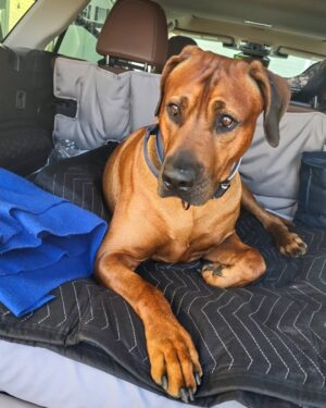 Saman Ansari Instagram - #roadtrip!

10- 12 hours , who can predict traffic, right?

🐕 🚗 and me... and shall be 😴 💤 in the car too!

Adventures anyone?