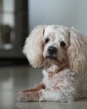 Sambhavna Seth Instagram - Our hearts are shattered… Cherry, our daughter, our angel, our everything, has left us. 💔
She fought so bravely till the very end. We did everything we could, held onto hope, prayed, and stayed by her side. But sometimes, love isn’t enough to keep them with us.
In her final moments, she looked at us as if trying to say something. We held her close… she opened her mouth a few times, and then… she left. Peacefully. Silently. Taking a part of us with her.

She was 16 but she gave us a lifetime of love. More than we took care of her, she took care of us. The house feels empty. Our hearts feel hollow. We can’t believe she’s gone. 💔

We gave her a farewell with all the love in the world, with prayers, and with her favorite balls, just the way she would have wanted.

To everyone who loved Cherry, we know this is hard for you too. All we can pray for is that, in her next life, she chooses us again.

Cherry, our baby, you will always be with us. 🕊️🌈
Please keep her in your prayers. May her soul rest in peace. ❤️