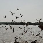 Sheetal Thakur